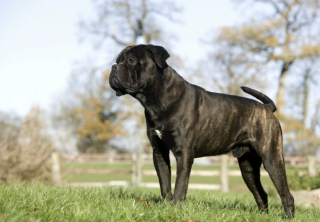 Illustration of the article: 10 dog breeds known to be full of muscles