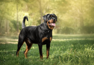Illustration of the article: 10 dog breeds known to be full of muscles