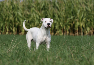 Illustration of the article: 10 dog breeds known to be full of muscles