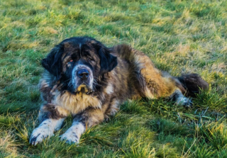 Illustration of the article: 10 dog breeds known to be full of muscles