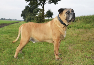 Illustration of the article: 10 dog breeds known to be full of muscles