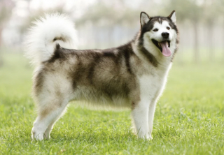 Illustration of the article: 10 dog breeds known to be full of muscles