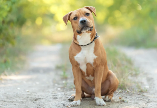 Illustration of the article: 10 dog breeds known to be full of muscles