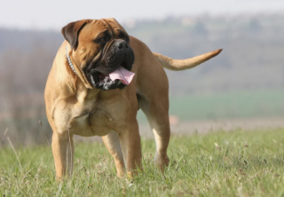 Illustration of the article: 10 dog breeds known to be full of muscles