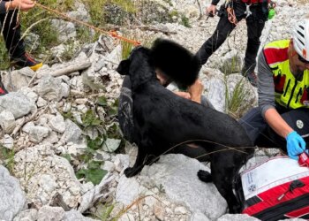 This dog stays with his injured master all night, then his barks guide the rescuers