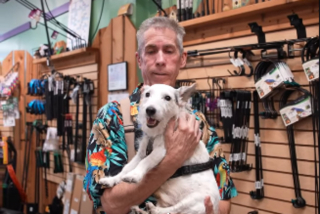 Illustration of the article: “Repentant” runaway and saved from paralysis, this senior dog continues his daily wild runs 