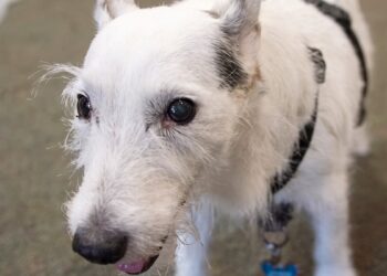This 14-year-old dog was paralyzed, but now runs in all directions when his owner returns