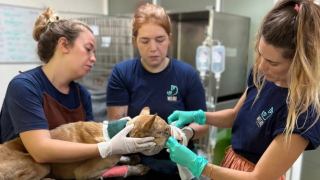 Illustration of the article: A veterinarian will travel 620 km to provide a new hospital for stray animals (video)