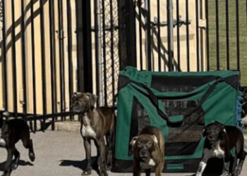 5 puppies abandoned outside Tulsa shelter store