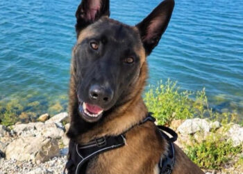 6 Adoption Announcements for Shepherd Dogs Hoping to Write a New Chapter in a Loving Home