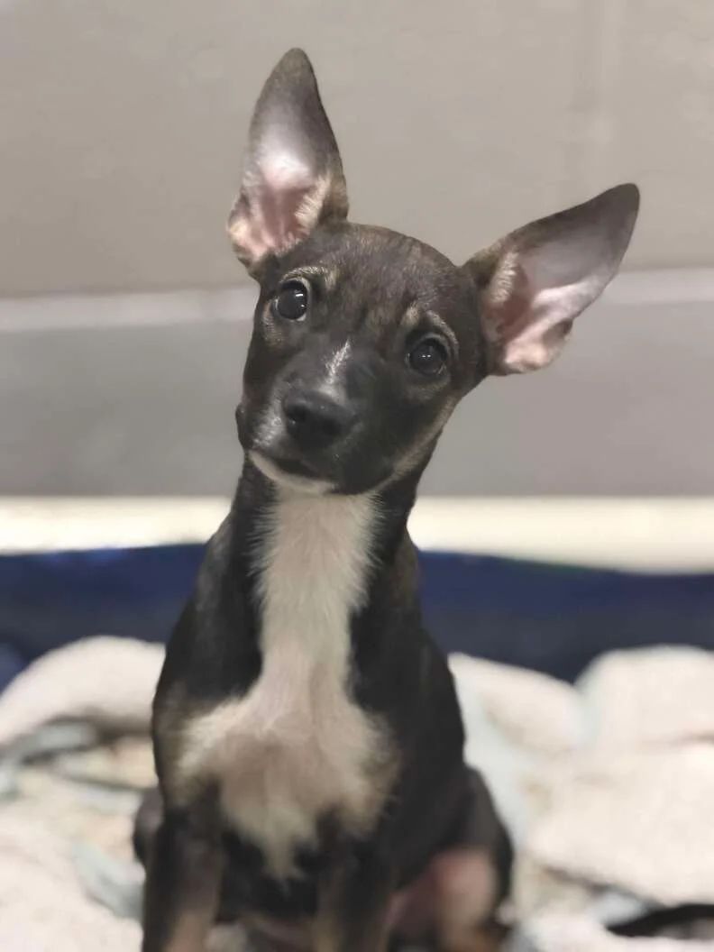 A puppy with a mustache and bushy eyebrows sitting at the shelter
