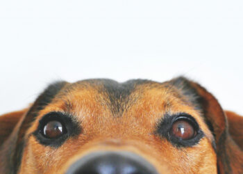 7 facts about dogs to better understand their sense of smell, dominant paw and tail language