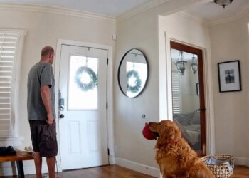 A couple discovers an intruder in their home thanks to their cameras, but their dog brings them his toy