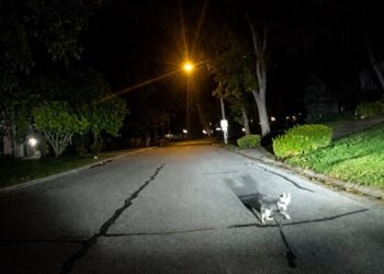A dog dragging its leash guides a police officer towards its master, unable to get up for 3 hours