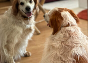 After the death of their human or a departure to an EHPAD, these dogs still hope to find a family