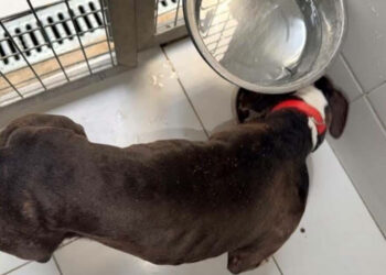 After the discovery of 2 dogs tied in the forest, an association in Rouen launches an appeal to identify their owners