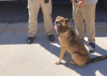 An animal officer recognizes a dog missing for 9 months thanks to an old wanted notice
