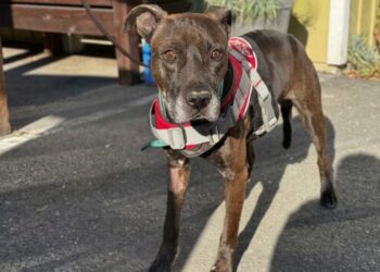Ardennes: targeted by a 22 caliber shot, the dog Tino is found alive after nearly 3 hours of searching