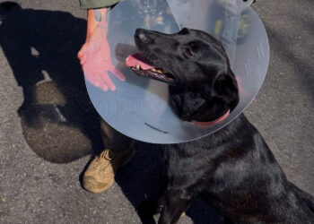 Bitten in the ear by an armed suspect, this police dog helps officers arrest him despite his injury