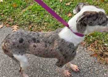 Dog thrown over shelter fence: New London police search for man caught on camera
