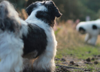 Dog's anal glands: the risks of emptying at home and the signs that require seeing the veterinarian