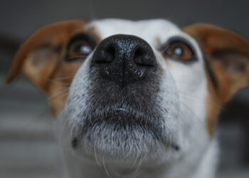 Dogs could recognize their own smell, according to a study of 36 of them