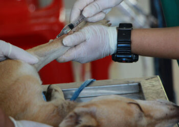 Dogs have the same blood type as humans, myth or reality?