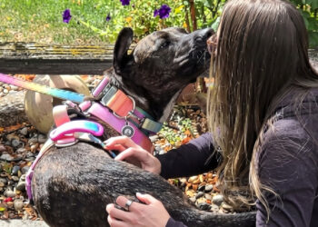 For 5 years, she had been keeping her lost dog's chip up to date, hoping to see her again