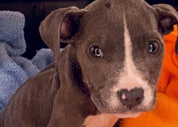 Found in a basket, a Pit Bull female dog treated then adopted by a veterinary technician