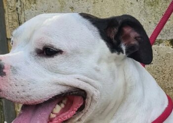 In Abbeville, 2 abused dogs are saved and their owner is banned for life from keeping an animal