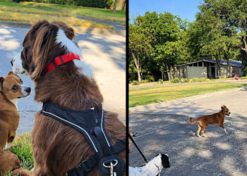 Injured Stray Dog Is Wary of Humans, But Follows Neighborhood Dogs into a Backyard
