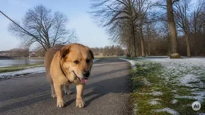 Overweight dog in winter weather