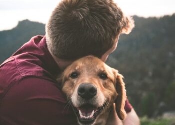 Researchers link familiar human scent to reward circuitry in study of 12 dogs