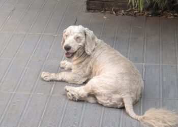 This 9-year-old dog, once beaten, is adopted and brings a little joy to a dog who lost his companion