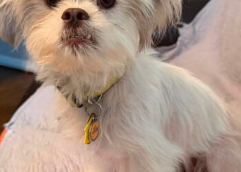 This dog abandoned by her owners was waiting near a pile of garbage when a neighbor noticed her