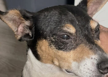 This dog found alone on the street was not claimed, but he now has an adoptive family