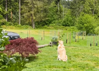 This dog waits in the same place every day until his cat friend returns, missing for 4 days