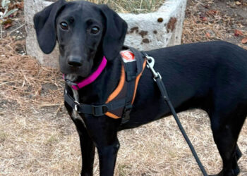 This dog was afraid of the noises in the house, then found her bearings and a family for life