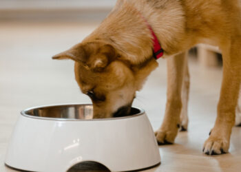 True or false? Salmon oil is the miracle solution to stop hair loss in dogs