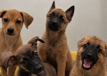 Tunisia: 4 puppies discovered in a bag placed in direct sunlight