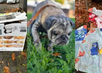 Witnesses wanted: Sick dog abandoned in cardboard box