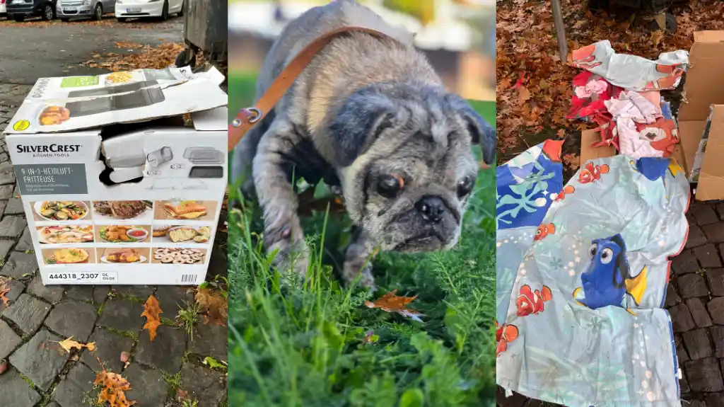 Witnesses wanted: Sick dog abandoned in cardboard box
