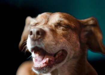 Your dog blinks slowly while looking at you, but it's not always a sign of affection